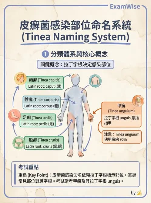 醫檢師 - 皮膚與皮下真菌感染 - AI 圖文解析預覽