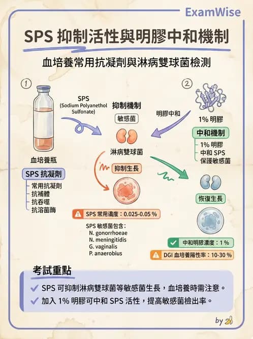 醫檢師 - 奈瑟菌與挑剔性革蘭氏陰性菌 - AI 圖文解析預覽