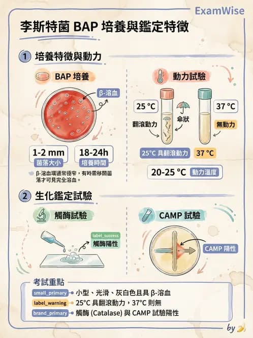 醫檢師 - 鏈球菌與其他革蘭氏陽性桿菌 - AI 圖文解析預覽