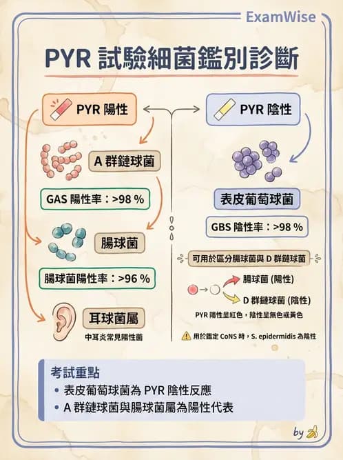 醫檢師 - 葡萄球菌與腸球菌 - AI 圖文解析預覽