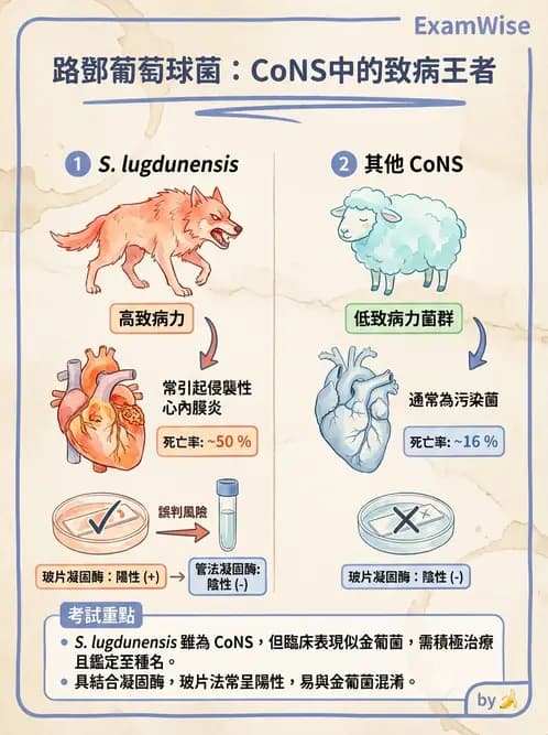 醫檢師 - 葡萄球菌與腸球菌 - AI 圖文解析預覽