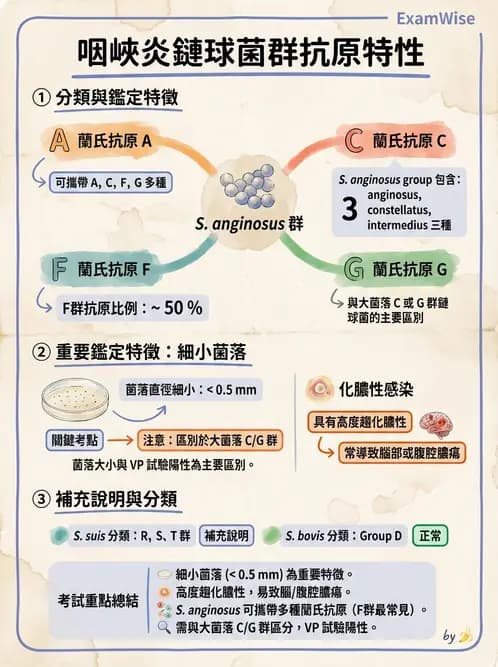 醫檢師 - 鏈球菌與其他革蘭氏陽性桿菌 - AI 圖文解析預覽