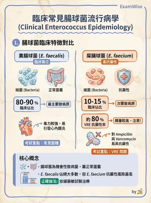 醫檢師 - 葡萄球菌與腸球菌 - AI 圖文解析預覽