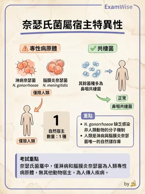 醫檢師 - 奈瑟菌與挑剔性革蘭氏陰性菌 - AI 圖文解析預覽