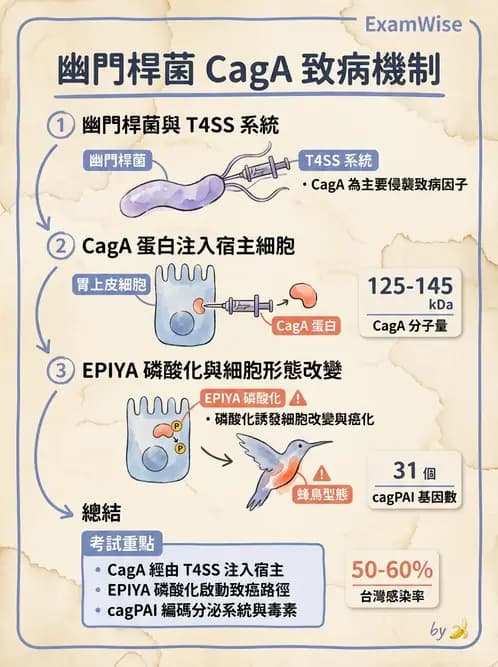 醫檢師 - 弧菌、氣單胞菌與彎曲菌 - AI 圖文解析預覽