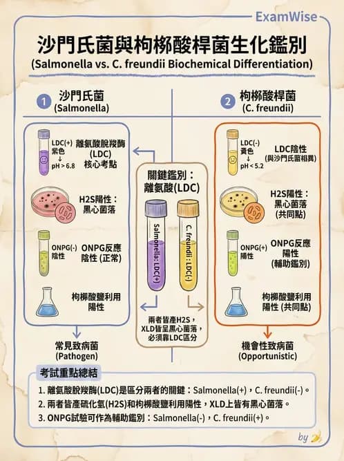 醫檢師 - 腸內菌鑑別方法與培養基 - AI 圖文解析預覽
