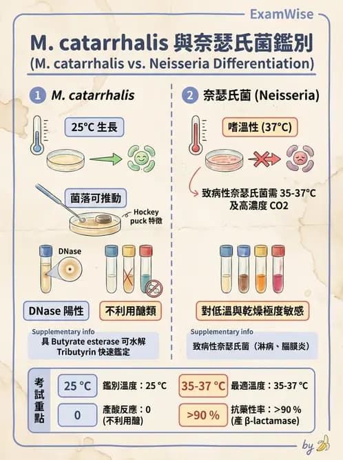 醫檢師 - 奈瑟菌與挑剔性革蘭氏陰性菌 - AI 圖文解析預覽