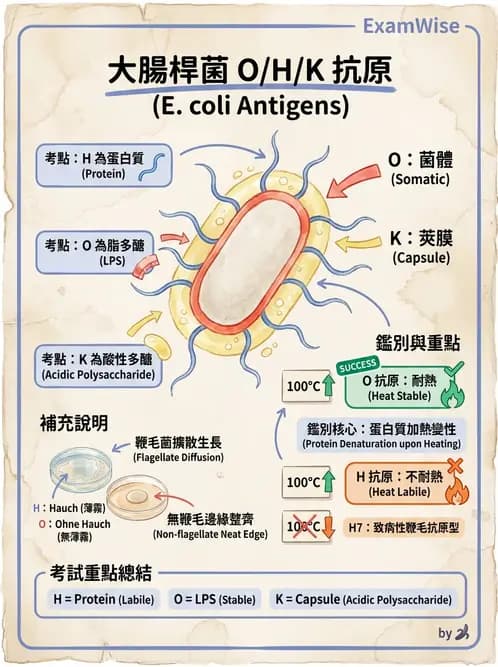醫檢師 - 主要腸道致病菌 - AI 圖文解析預覽