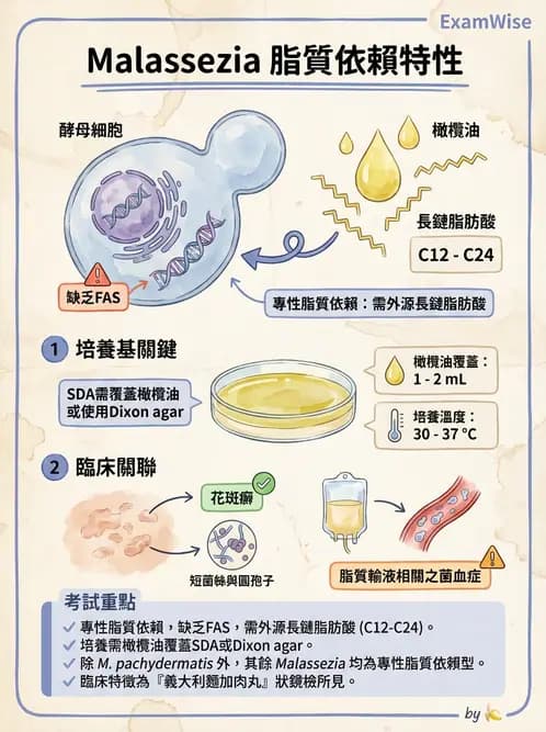 醫檢師 - 皮膚與皮下真菌感染 - AI 圖文解析預覽