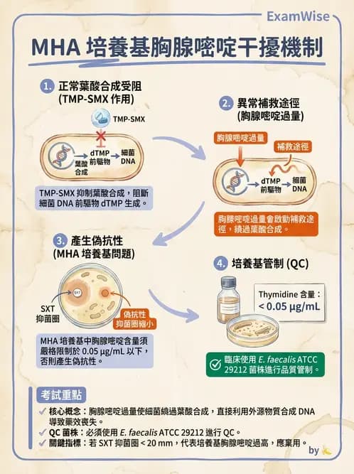 醫檢師 - 藥敏試驗方法 - AI 圖文解析預覽