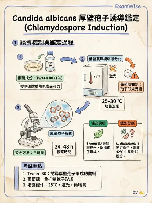 醫檢師 - 真菌診斷與治療 - AI 圖文解析預覽