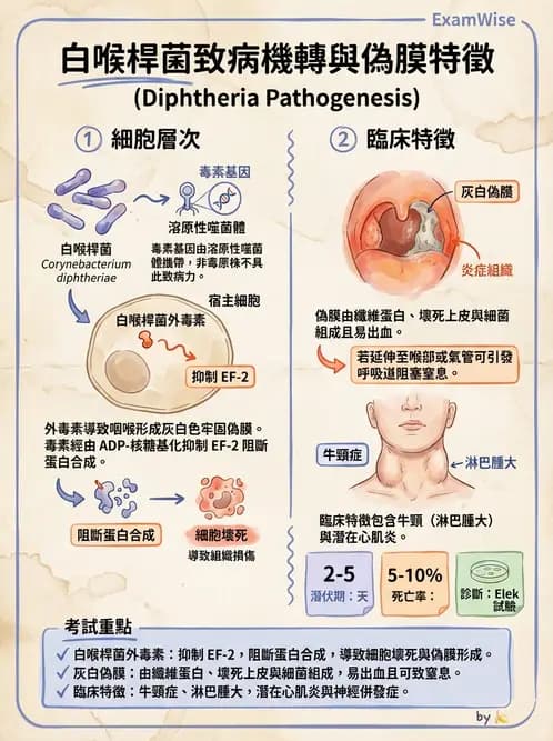 醫檢師 - 鏈球菌與其他革蘭氏陽性桿菌 - AI 圖文解析預覽