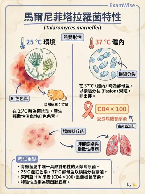 醫檢師 - 系統性與機會性真菌感染 - AI 圖文解析預覽