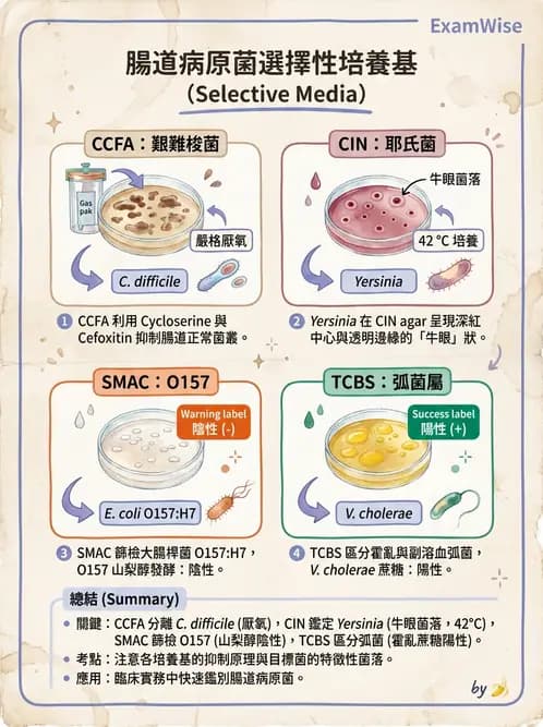 醫檢師 - 腸內菌鑑別方法與培養基 - AI 圖文解析預覽