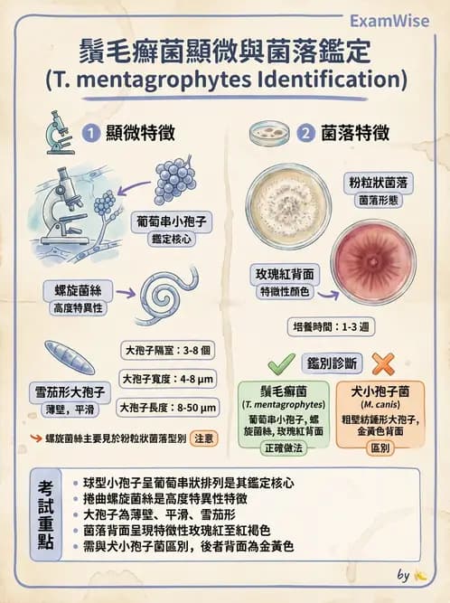 醫檢師 - 皮膚與皮下真菌感染 - AI 圖文解析預覽