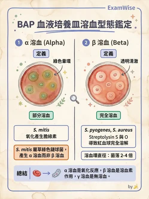 醫檢師 - 鏈球菌與其他革蘭氏陽性桿菌 - AI 圖文解析預覽