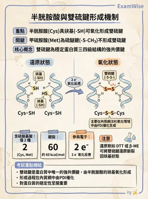 醫檢師 - 胺基酸代謝與先天性疾病 - AI 圖文解析預覽
