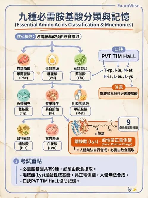 醫檢師 - 胺基酸代謝與先天性疾病 - AI 圖文解析預覽