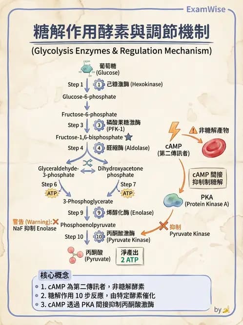 醫檢師 - 醣類代謝與糖尿病 - AI 圖文解析預覽