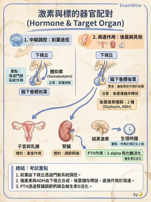 醫檢師 - 甲狀腺與垂體內分泌 - AI 圖文解析預覽