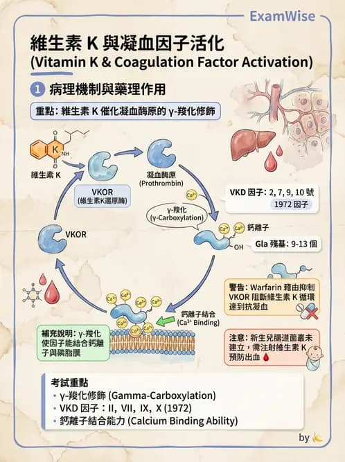 醫檢師 - 維生素 - AI 圖文解析預覽