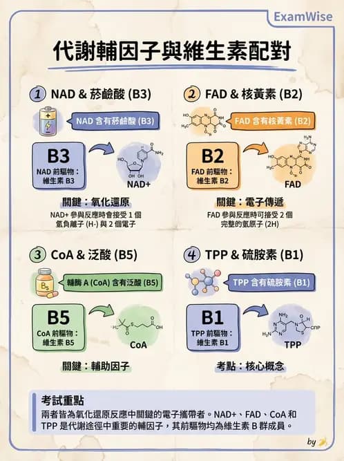 醫檢師 - 維生素 - AI 圖文解析預覽