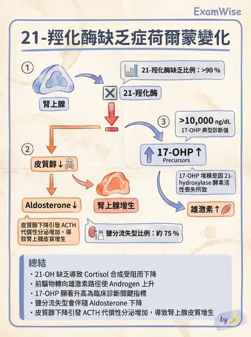 醫檢師 - 腎上腺與生殖內分泌 - AI 圖文解析預覽