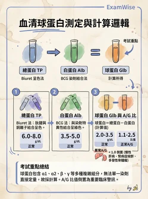醫檢師 - 血清蛋白與蛋白質檢測 - AI 圖文解析預覽