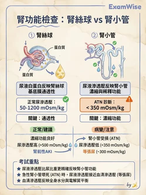 醫檢師 - 腎臟機能與代謝評估 - AI 圖文解析預覽
