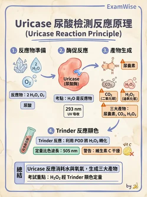 醫檢師 - 腎臟機能與代謝評估 - AI 圖文解析預覽
