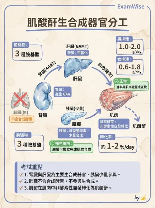 醫檢師 - 腎臟機能與代謝評估 - AI 圖文解析預覽