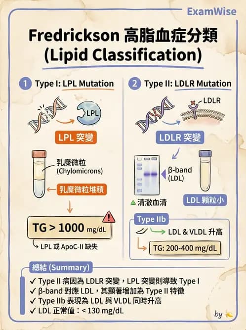 醫檢師 - 脂蛋白分類與臨床應用 - AI 圖文解析預覽