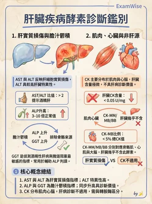 醫檢師 - 肝臟機能與胰臟酵素 - AI 圖文解析預覽