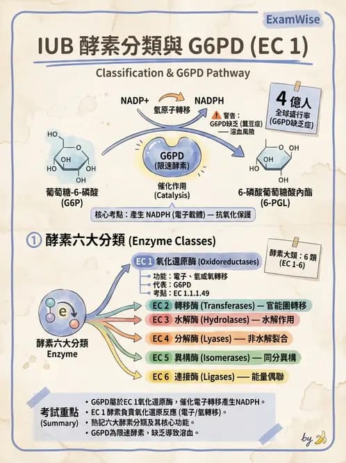 醫檢師 - 臨床酵素學基礎 - AI 圖文解析預覽