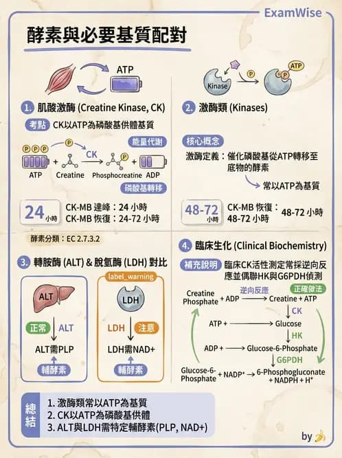 醫檢師 - 臨床酵素學基礎 - AI 圖文解析預覽