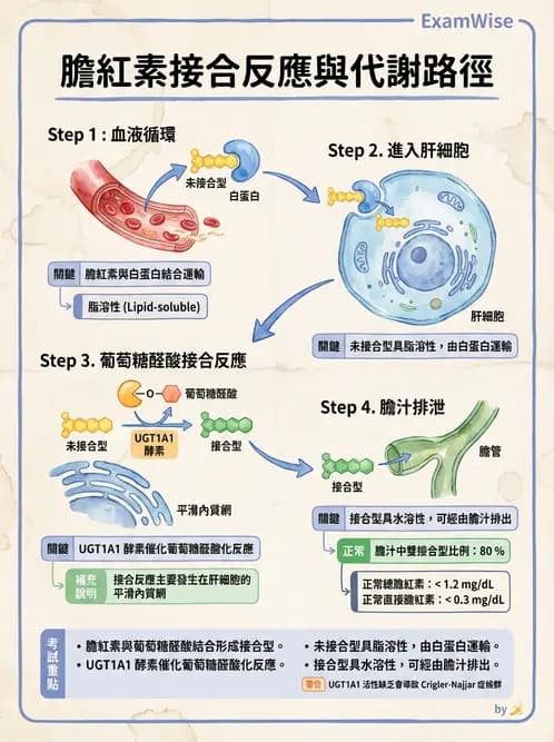 醫檢師 - 肝臟機能與胰臟酵素 - AI 圖文解析預覽