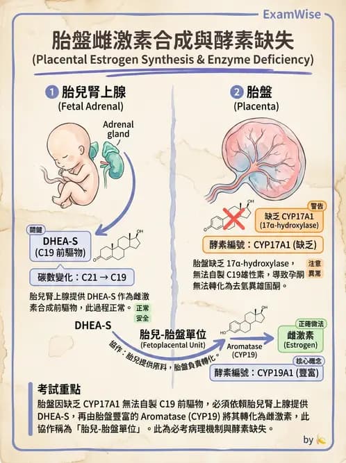 醫檢師 - 腎上腺與生殖內分泌 - AI 圖文解析預覽