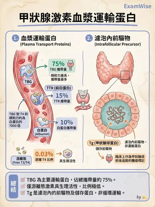 醫檢師 - 甲狀腺與垂體內分泌 - AI 圖文解析預覽