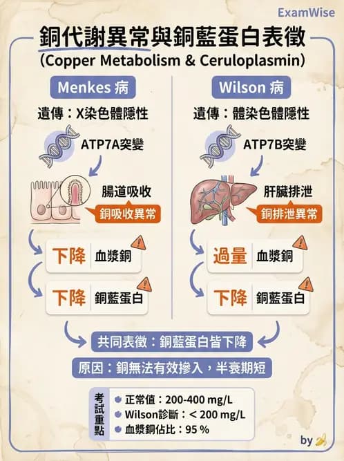 醫檢師 - 電解質與微量元素 - AI 圖文解析預覽