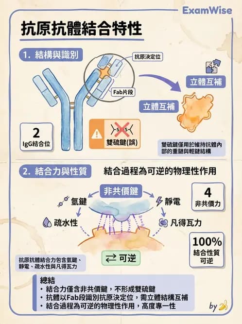醫檢師 - 免疫球蛋白與抗體 - AI 圖文解析預覽
