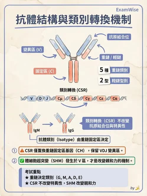 醫檢師 - 免疫球蛋白與抗體 - AI 圖文解析預覽