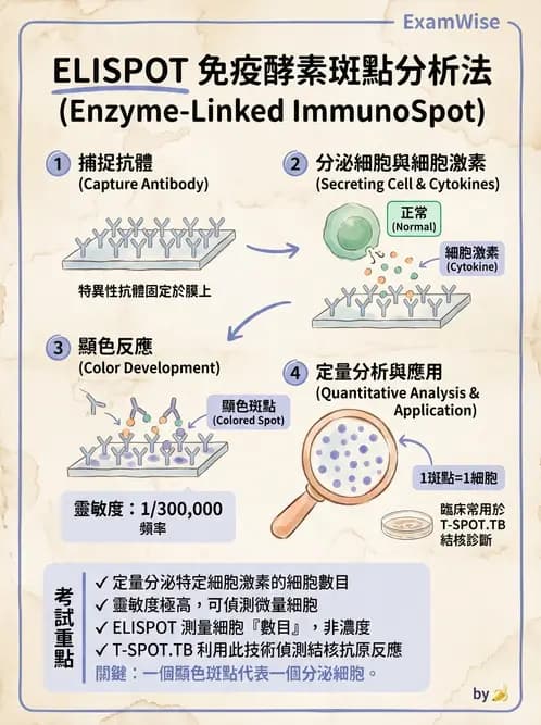 醫檢師 - 實驗室測試免疫法 - AI 圖文解析預覽