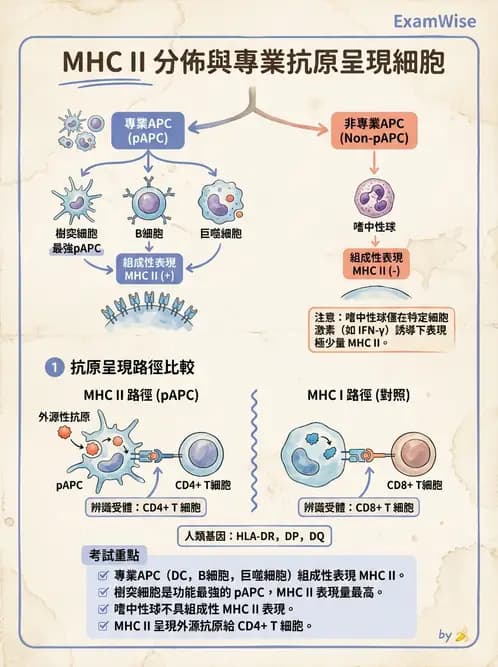 醫檢師 - 細胞激素與抗原呈獻 - AI 圖文解析預覽