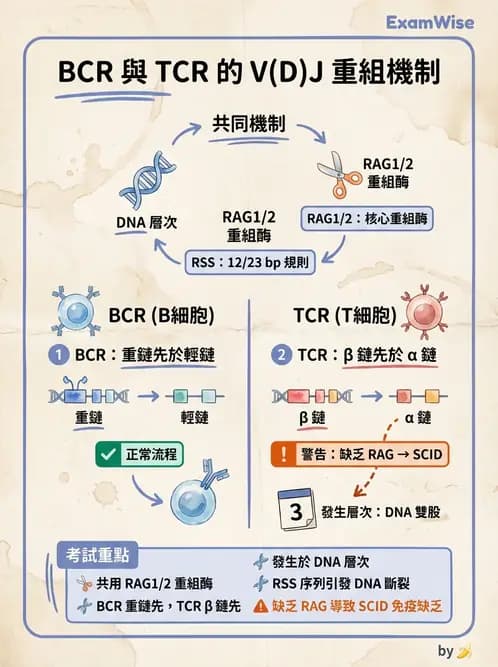 醫檢師 - T細胞發育與功能 - AI 圖文解析預覽
