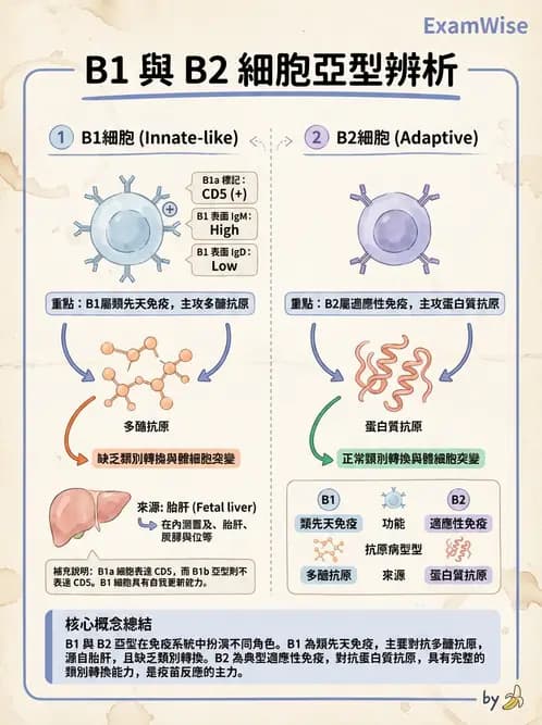 醫檢師 - B細胞發育與抗體生成 - AI 圖文解析預覽