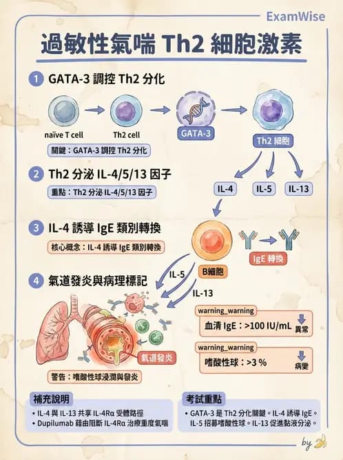 醫檢師 - 過敏反應及測試法 - AI 圖文解析預覽