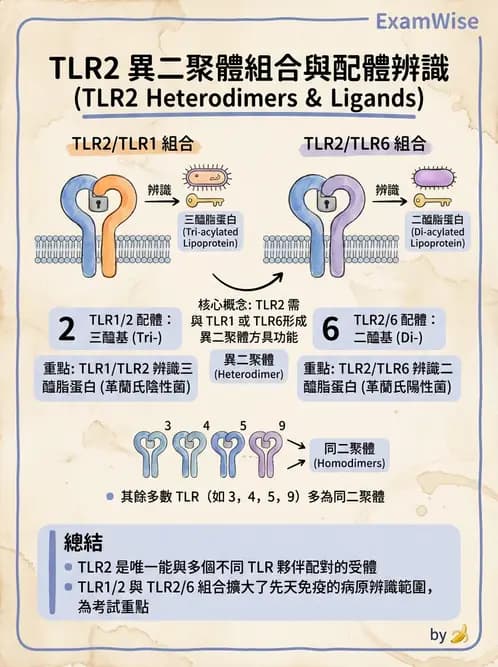 醫檢師 - 先天免疫與補體系統 - AI 圖文解析預覽