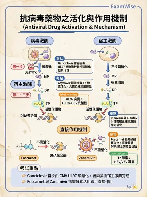 醫檢師 - 抗病毒藥物與疫苗通論 - AI 圖文解析預覽