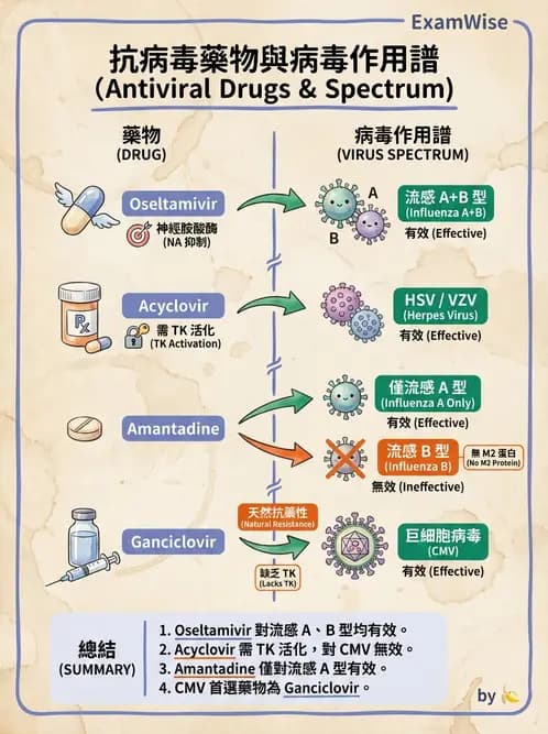醫檢師 - 抗病毒藥物與疫苗通論 - AI 圖文解析預覽