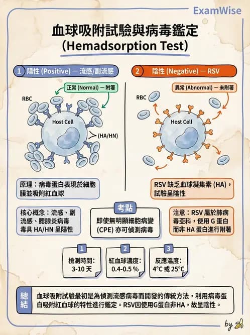 醫檢師 - 副黏液病毒科 - AI 圖文解析預覽